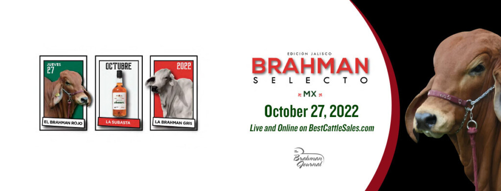 Miami Dade County Fair Open Brahman Show Brahman Event