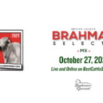 Miami Dade County Fair Open Brahman Show Brahman Event