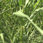 Behind The Forecast Evapotranspiration Plant Sweat And Your Forecast