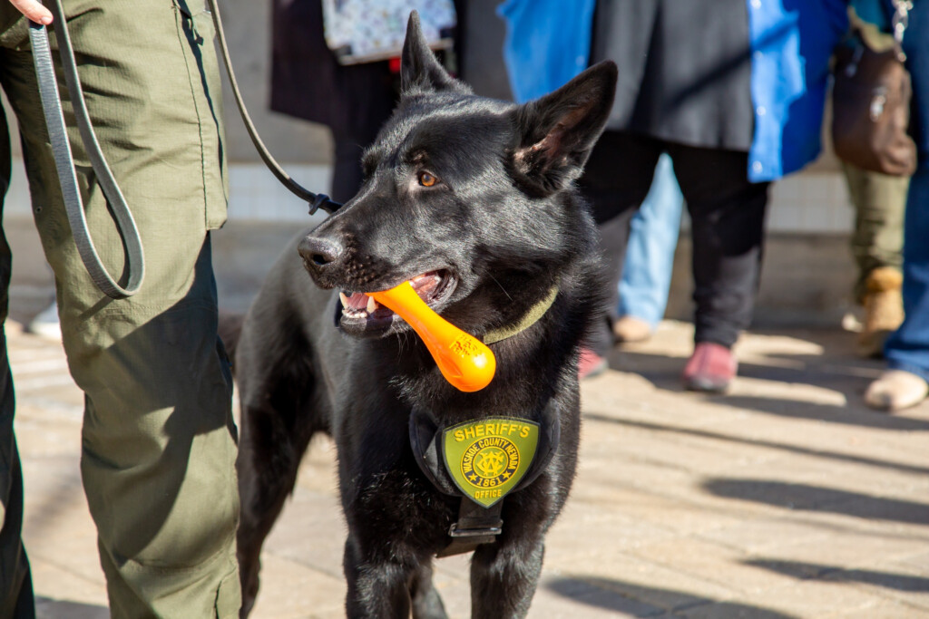 KOLO Article On New K9s WASHOE COUNTY K9 PARTNERS