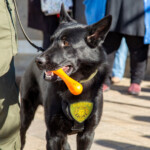 KOLO Article On New K9s WASHOE COUNTY K9 PARTNERS